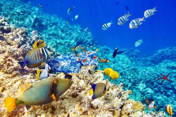 海底魚群珊瑚圖片