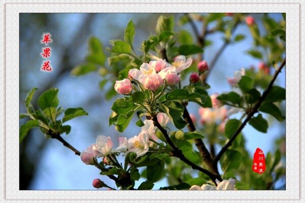 春天苹果花图片