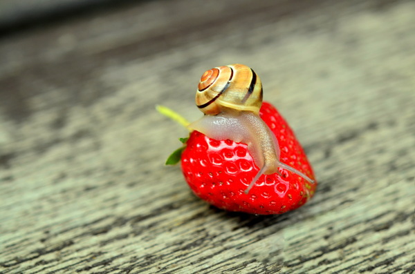 高清草莓上蜗牛图片