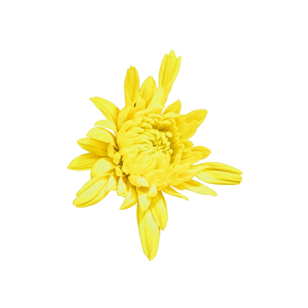 盛开的黄色鲜花下载