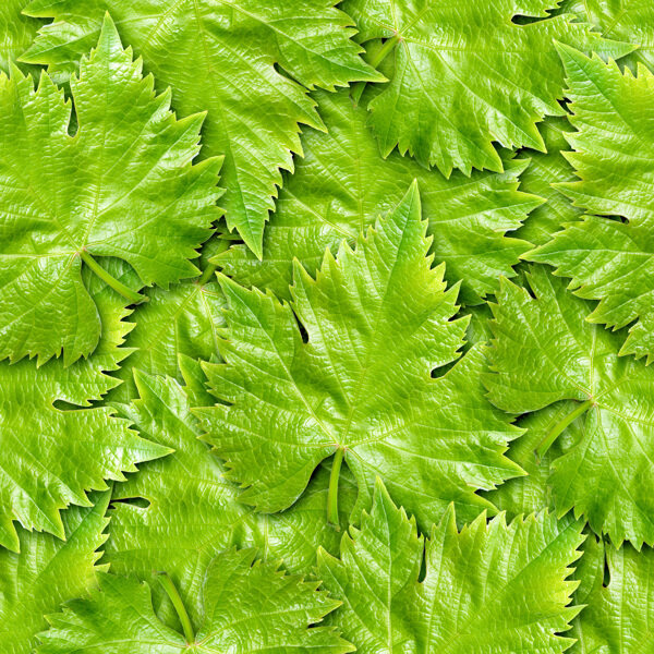 葡萄葉圖片