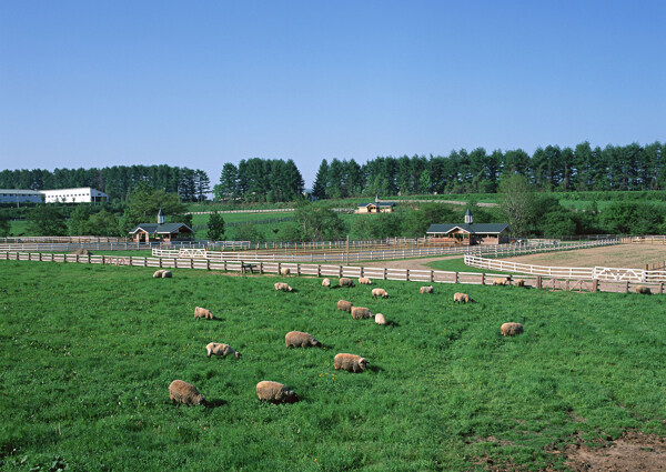 高清晰的草地上的一群可爱的小绵羊图片