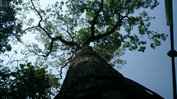 西雙版納望天樹景區(qū)望天樹