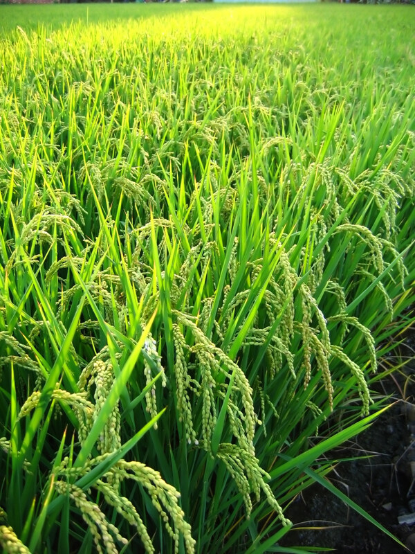 绿色庄稼稻田