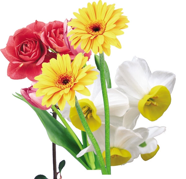 水仙花玫瑰郁金香菊花圖圖片