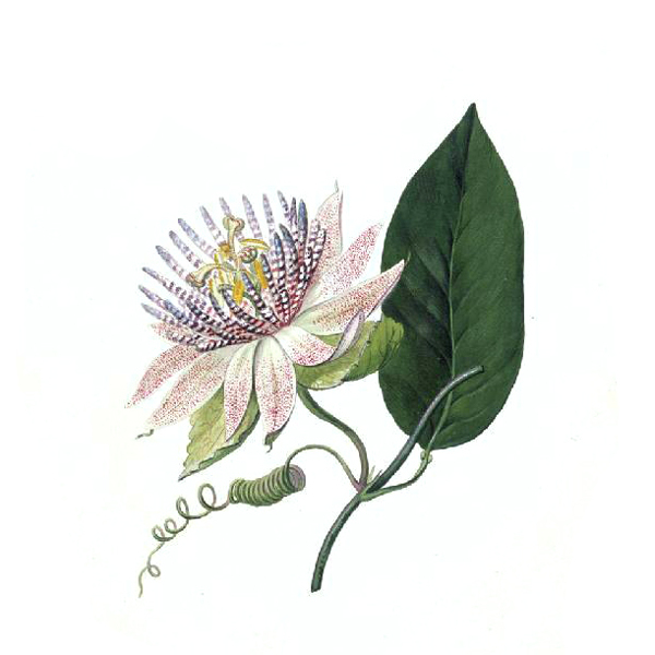 位圖植物寫意花卉花朵野花免費(fèi)素材