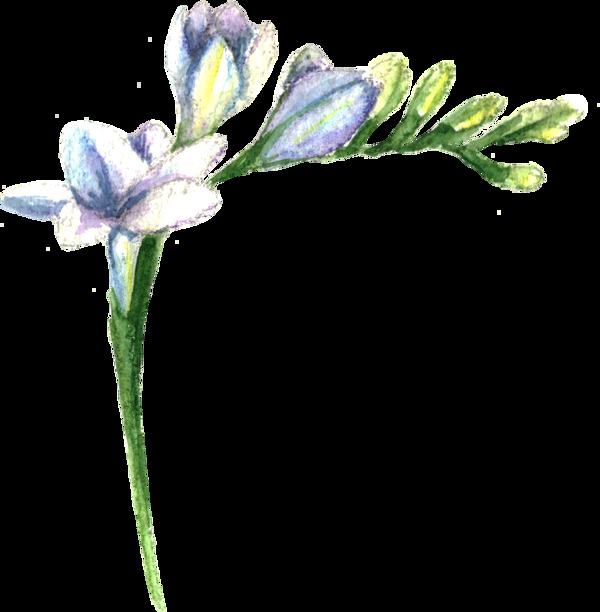 紫色清新鮮花透明素材
