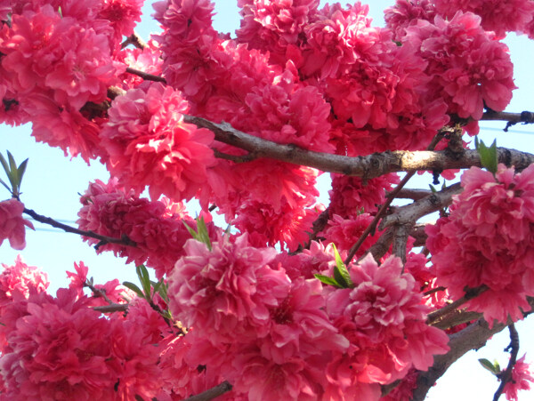 位圖寫實(shí)花卉植物花朵野花免費(fèi)素材