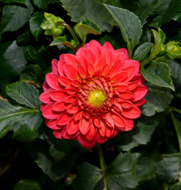 位圖植物攝影寫實(shí)花卉花朵數(shù)碼照片免費(fèi)素材