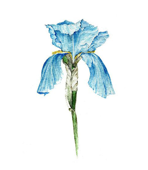 位圖植物寫意花卉花朵野花免費(fèi)素材