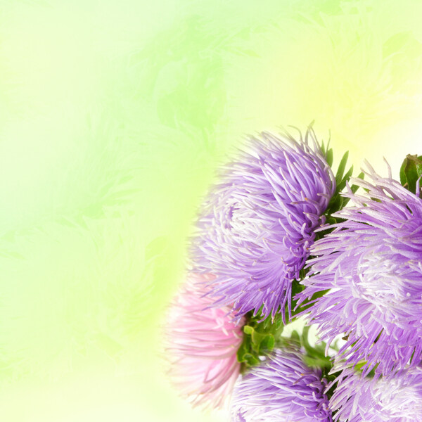 紫色梦幻菊花背景图片