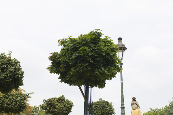 大樹背景素材