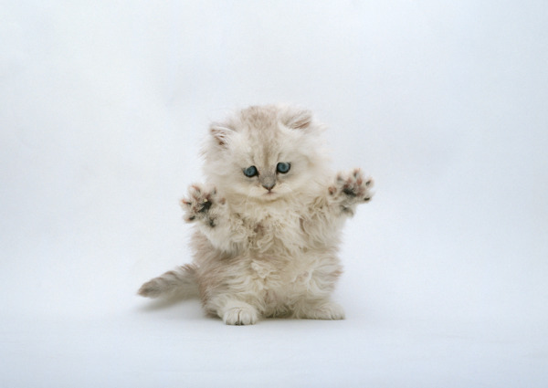 张牙舞爪的白色小猫图片