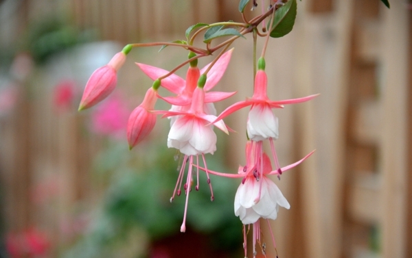 燈籠花圖片