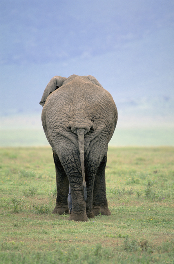 非洲大象背面