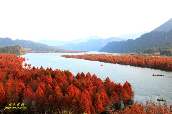 紅杉灣