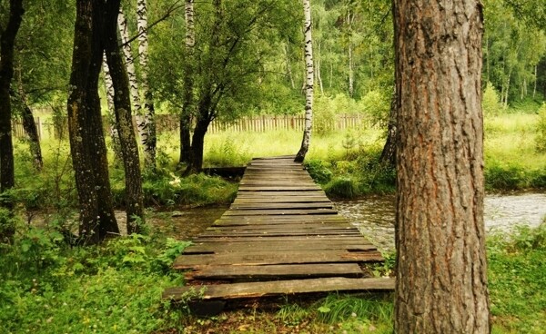 树林间的木桥