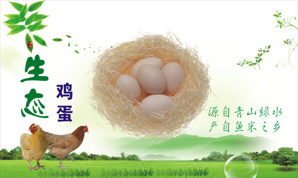 生态鸡蛋海报