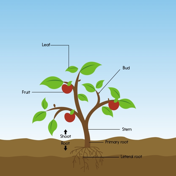 绿色植物苹果树分析矢量图