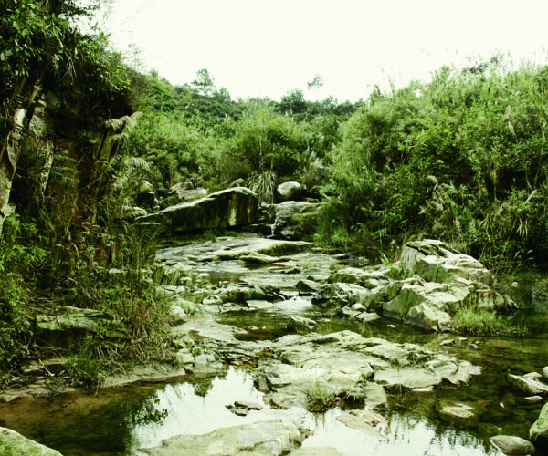 小溪樹木風(fēng)景圖片