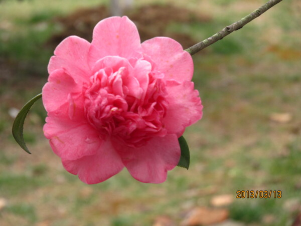 釵頭花圖片