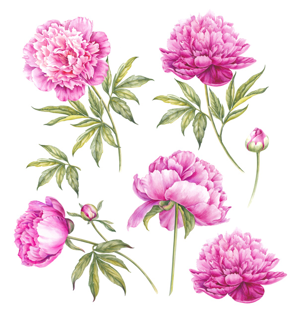 手繪花