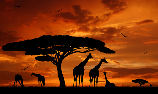 非洲草原上的长颈鹿图片