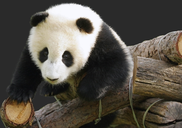 熊貓圖片