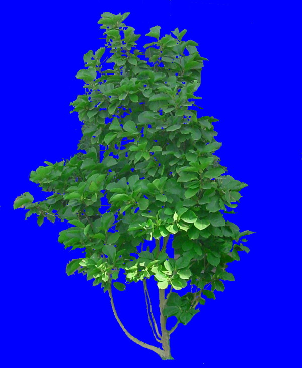 植物貼圖素材JPG1393