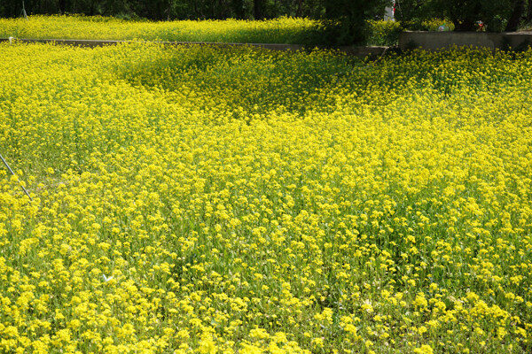油菜花花海