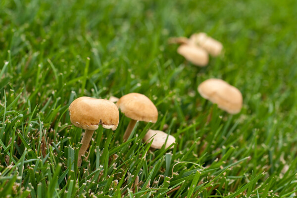 生长在草地上的蘑菇
