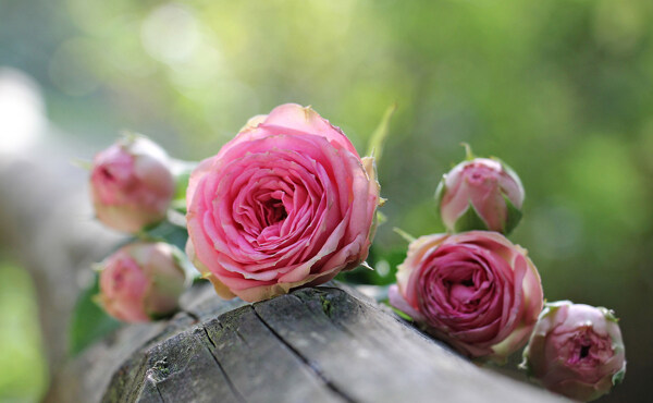 浪漫的粉色玫瑰花