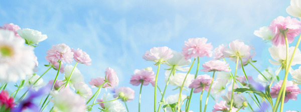 清新粉色花朵banner背景素材