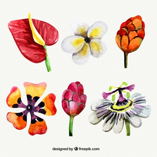 6款水彩绘花朵矢量素材