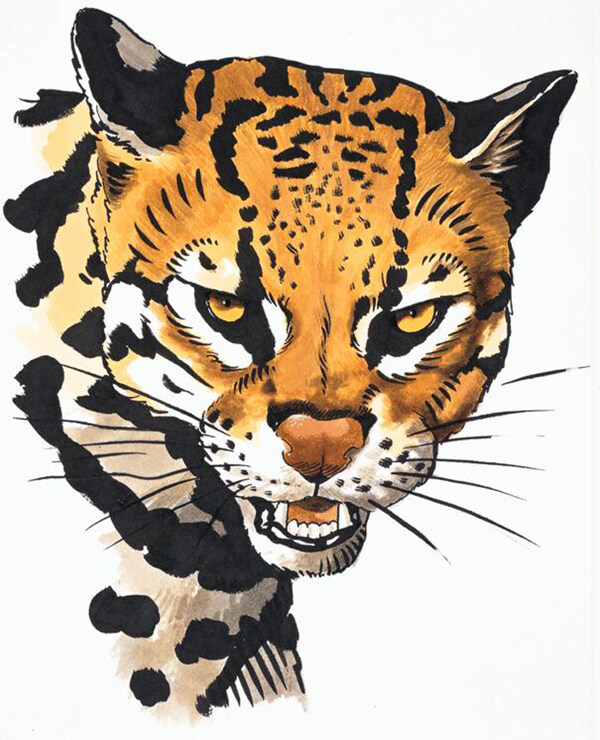 豹子动物插图肉食动物猫科动物3