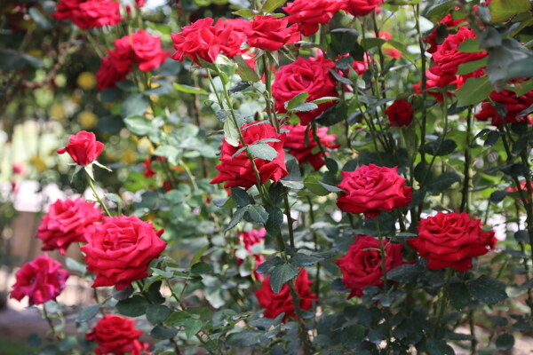 月季花
