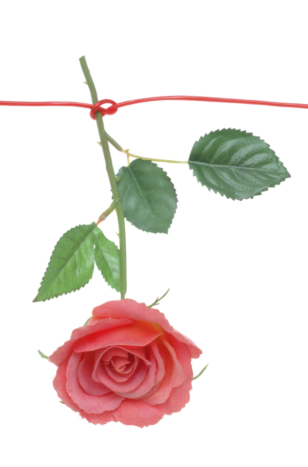情人節(jié)玫瑰花圖片