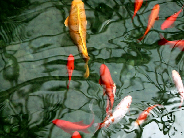 小魚圖片