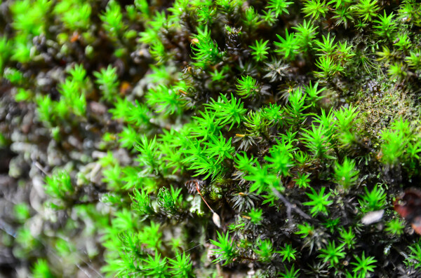 苔藓植物摄影图片