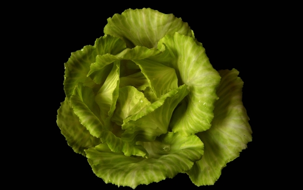 包菜圖片