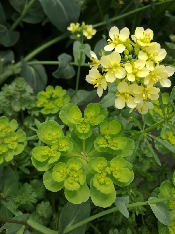 植物花卉