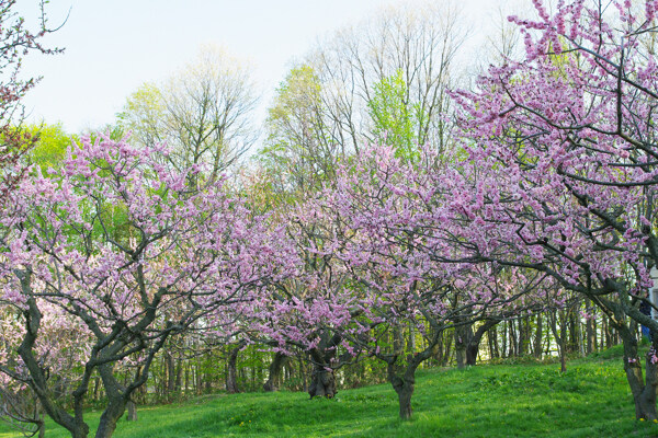 梅花