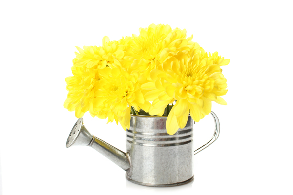 黄色菊花和喷壶图片