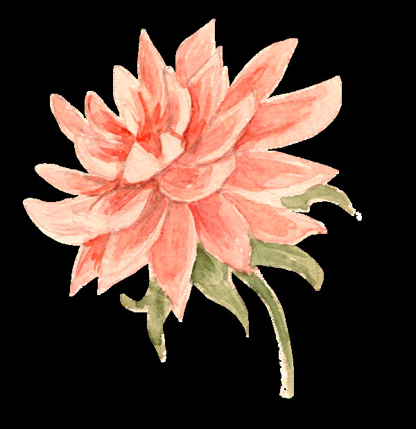 向日菊花透明素材
