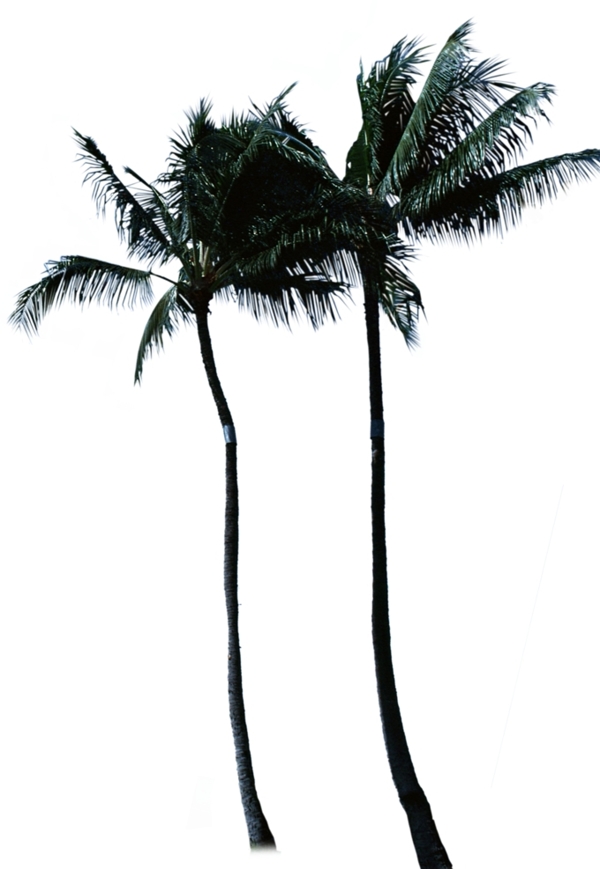 椰子树PSD