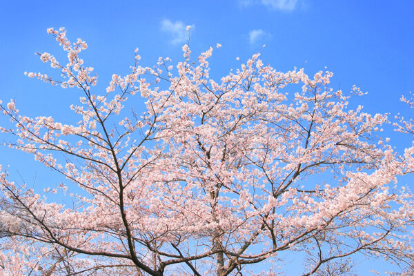 盛季櫻花開
