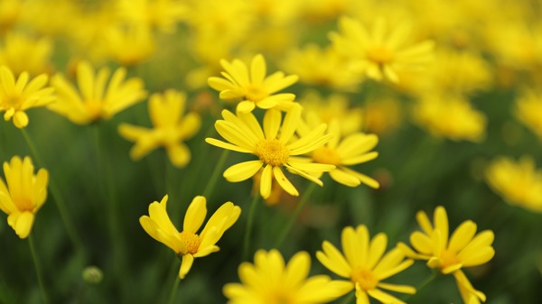 黄色野花小雏菊