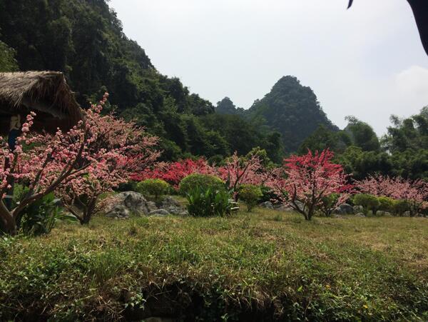 桃花