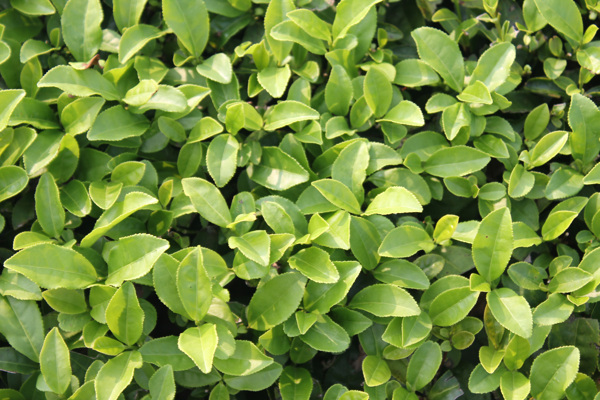 茶樹圖片