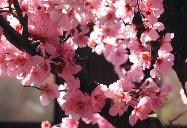 梅花